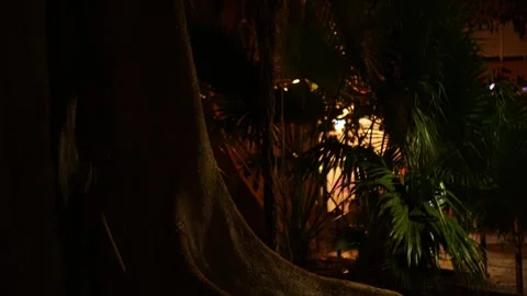 People strolling at night behind a centuries-old ficus tree Video stock 328618191