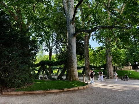 People strolling under large trees in a leafy Paris, France Luxembourg Gard.. Stock-Fotos