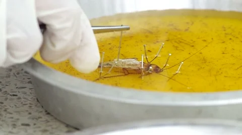 People study the dissected cockroach Stock Footage 53198061