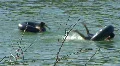 People Swimming In Lake Travis HD Footage