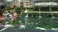 People taking bath in holy springs in Tampaksiring Bali indonesia HD Footage