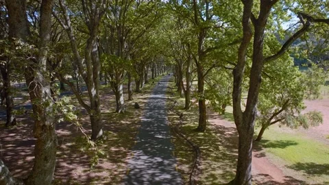 People taking a stroll through Cornwall park, auckland, New Zealand Stock-Footage 171749405