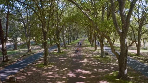 People taking a stroll through Cornwall park, auckland, New Zealand Stock Footage 171749432