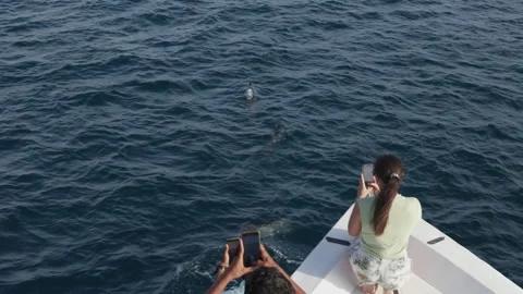 People taking video on phone while wild dolphins swim and play Stock Footage 164231197