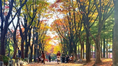 People taking a walk in a falling leaf park Stock Footage 291534108
