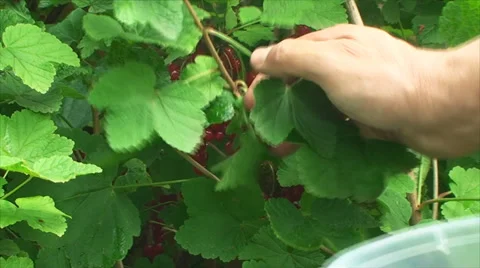 People tears currant Vídeos de archivo 29445259