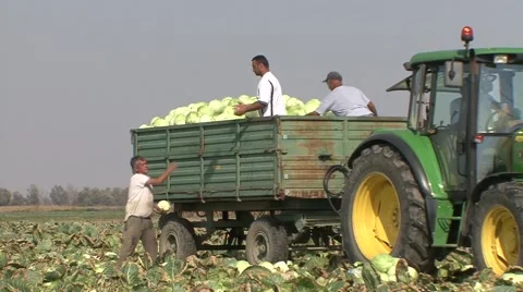 People throw cabbage fields in the full trailer three of them Stock-Footage 47618210