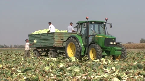 People throw cabbage in full trailer Stock Footage 47618195