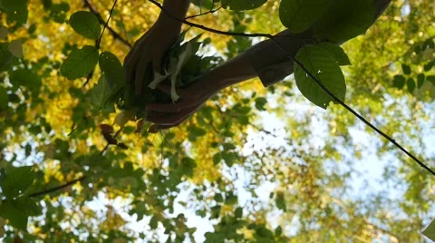 People throw up the leaves Vidéo 67991829