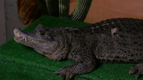 People touch the crocodile Video stock 89661180