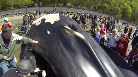 People touching dead beached whale Stock Footage 62841231