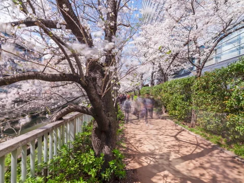 People traffic time-lapse along the Cherry Blossoms trail in Tokyo Stock Footage 311412972