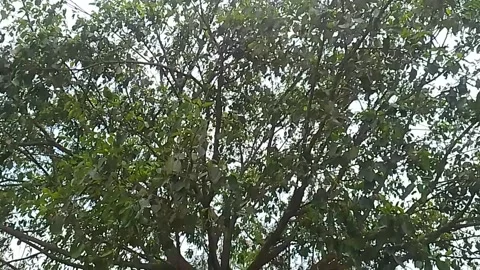 People tree in the jungle Stock Footage 304401160