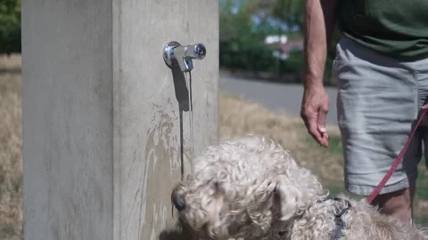 People try to keep cool in Hampstead Heath as next heatwave nears Vídeo Stock 342037626