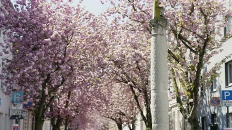 People under rows of cherry blossom tree in Bonn, Germany Stock Footage 155613237