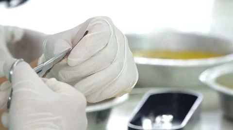 People use laboratory scissors to study the earthworm anatomy Stock Footage 53198119