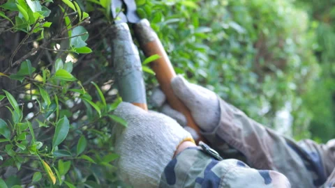 The people using large scissors to cutting the plant 库存影片 256058205