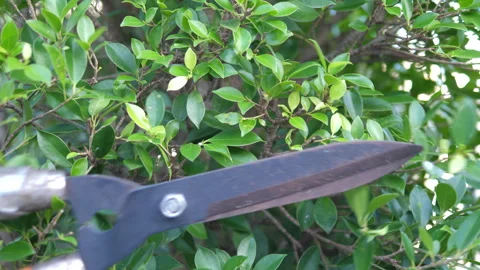 The people using large scissors to cutting the plant 库存影片 257426403
