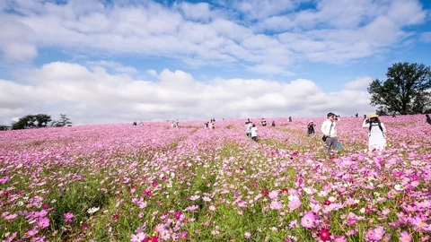 People visiting Cosmos field in Anseong farmland, South Korea. Video stock 80932453
