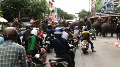 People wait at the traffic light for elephants to cross in Surin, Thailand. Stock Footage 57960031