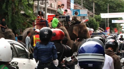People wait at the traffic light for elephants to cross in Surin, Thailand. Stock Footage 57960125