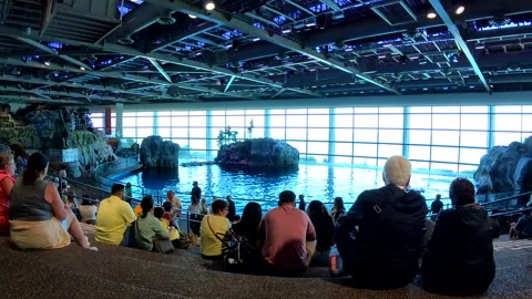 People waiting for aquatic show to begin Stock Footage 279680470