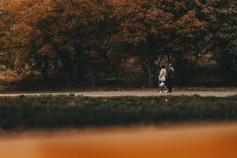 People walk along a path with a backdrop of trees in autumnal park 스톡 사진