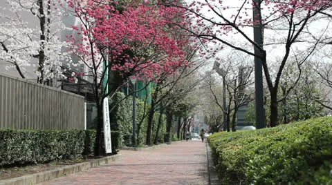 People walk along path during cherry blossom season in Tokyo Stock Footage 25822277