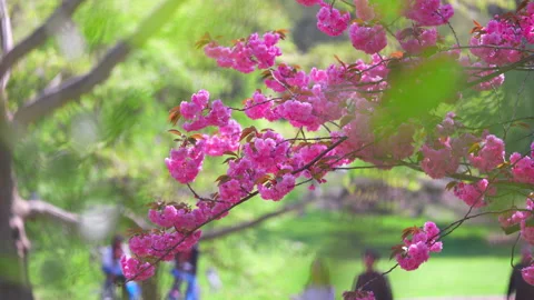 People walk amid blooming Kwanzan Cherry blossoms at Central Park New York City Stock Footage 306551653