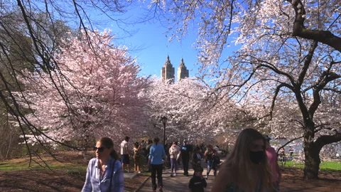 People walk among rows of Cherry blossoms trees in Central Park NYC. Stock Footage 152093257