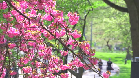 People walk on footpath beyond Cherry blossoms at Central Park in New York City. Stock Footage 306607737