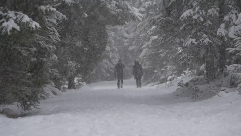 People walk in snowfall in the forest Stock-Footage 71155570