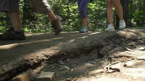 People walk through the forest Stock Footage 154985003