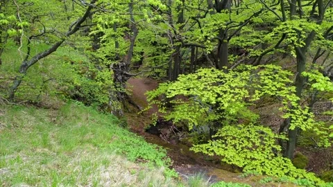 People walk through the forest in the mountains, sharp slopes and a path  Stock Footage 242173117