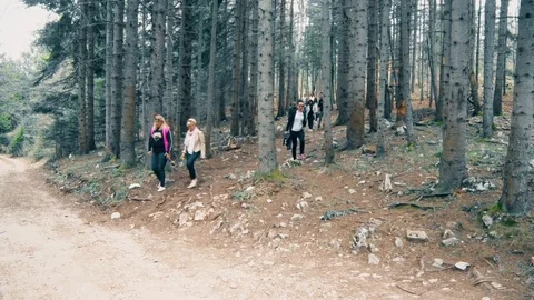 People Walk through the Old Forest Vídeo Stock 94904526