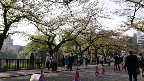 People walk under blooming cherry trees in spring, Tokyo, Japan Stock Footage 100363731