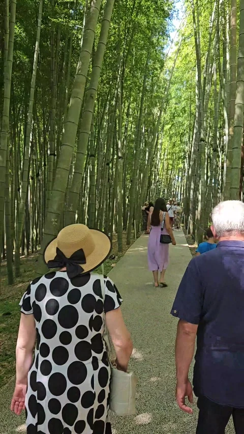 People walking along a footpath through a tall green bamboo 库存影片 337120246