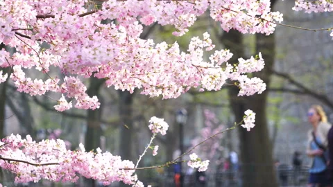 People Walking Along the Path Behind the Full Blooming Yoshino Cherry Blossoms Stock Footage 327334751