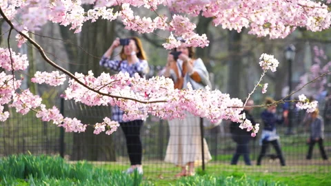 People Walking Along the Path Behind the Full Blooming Yoshino Cherry Blossoms Stock Footage 327335112