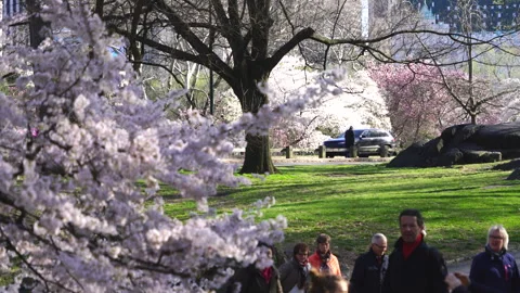 People Walking Along the Path Behind the Full Blooming Yoshino Cherry Blossoms Video stock 327335461