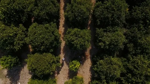 The people walking amoth the trees on the orange plantation Stock Footage 71537751
