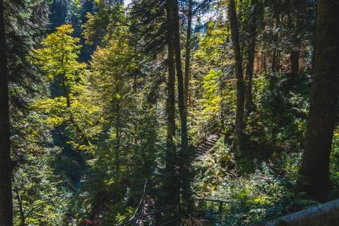 People walking up and down multiple mountain paths in mountain forest Stock Photos