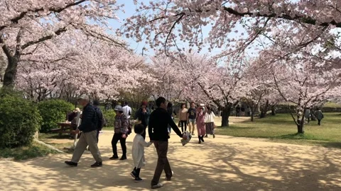 People walking and watching Sakura Cherry blossom Stock Footage