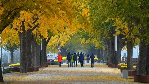 People walking on Asan Gingko Tree Road in Seoul,South Korea. Stock Footage 97218098
