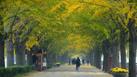 People walking on Asan Gingko Tree Road in Seoul,South Korea. Stock Footage 97218628