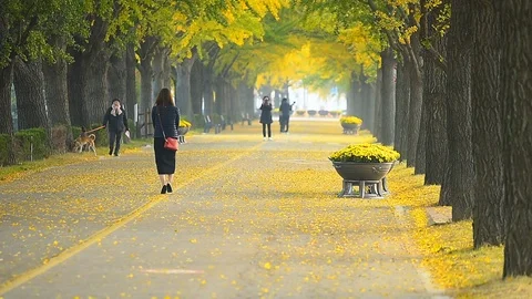 People walking on Asan Gingko Tree Road in Seoul,South Korea. Stock Footage 97218798