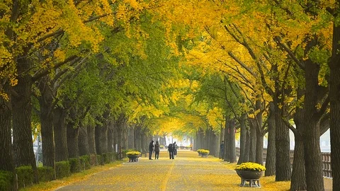 People walking on Asan Gingko Tree Road in Seoul,South Korea. Stock Footage 97218998