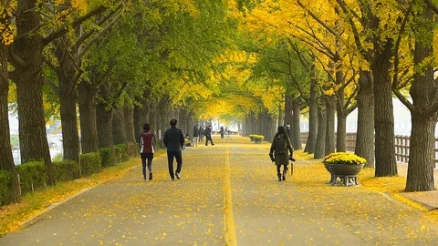 People walking on Asan Gingko Tree Road in Seoul,South Korea. Stock Footage 97219291