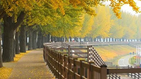People walking on Asan Gingko Tree Road in Seoul,South Korea. Stock Footage 97219414
