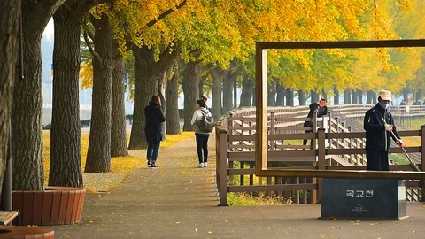 People walking on Asan Gingko Tree Road in Seoul,South Korea. Stock Footage 97219472